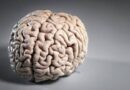 <strong>8 Curiosidades sobre o Cérebro Humano que Irão Surpreendê-lo</strong>